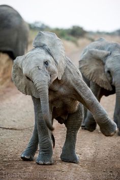 two elephants walking down a dirt road next to each other