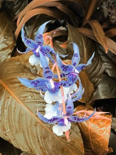 a blue and white flower is in the middle of some leaves