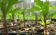 many plants are growing in the greenhouse