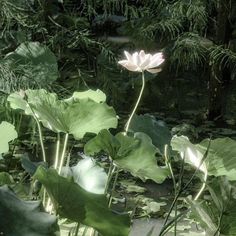 a large white flower sitting on top of a green leaf covered forest filled with lots of leaves