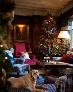 a dog laying in the middle of a living room with a christmas tree behind it