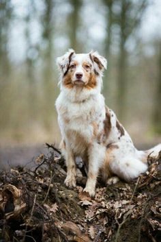 a brown and white dog sitting on top of a pile of leaves in the woods