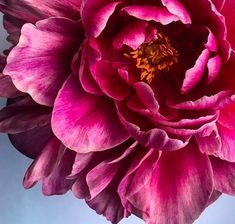 a large pink flower is in the middle of its blooming form, with blue background