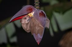 a bat hanging upside down on a branch