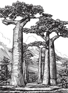 an ink drawing of trees in the forest