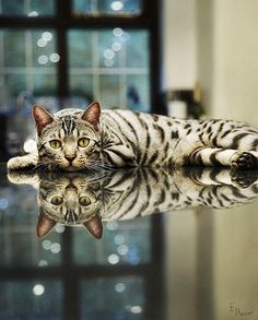 a cat laying on top of a table with its reflection in it's surface