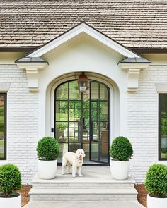 a white dog standing in front of a door with two potted plants on the steps