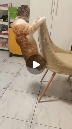 an orange cat standing on its hind legs and pawing at the back of a chair