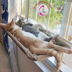 two cats are sleeping in a hammock on the windowsill and one is laying down