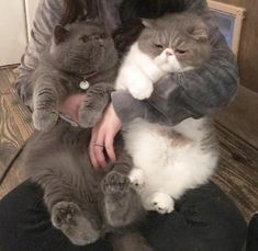 a woman holding a cat in her arms on top of a wooden floor next to a wall