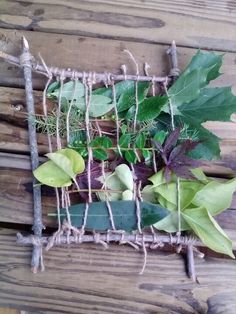 some plants are growing out of a piece of wire on a wooden table with wood planks