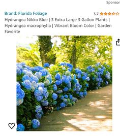 blue hydrangeas lined up along the side of a road in front of trees