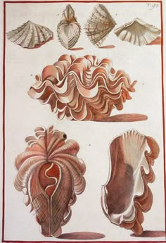 an illustration of seashells and other sea creatures from the late 19th century,