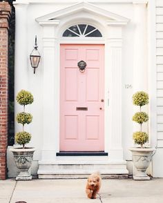 a dog sitting in front of a pink door with potted plants on either side