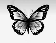 a black and white photo of a butterfly