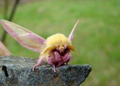 a small yellow and pink insect sitting on top of a rock