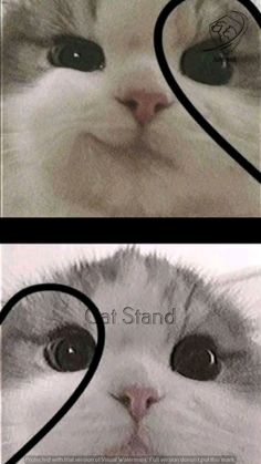 two pictures with the same cat's face and one has hearts on it