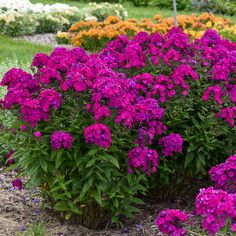 purple flowers are blooming in the garden