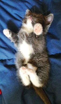 a small kitten laying on its back next to a cell phone