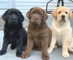 three puppies are sitting on the porch