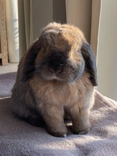 a small rabbit sitting on top of a towel