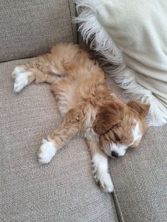 a small brown and white dog laying on top of a couch next to a pillow