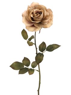 a single rose with green leaves on a white background