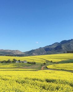 a field full of yellow flowers with mountains in the background and blue sky above it