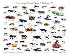 an insect poster with many different types of bugs