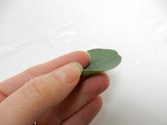 a hand holding a green leaf on top of a white surface