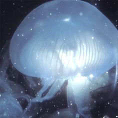 an image of a jellyfish in the water