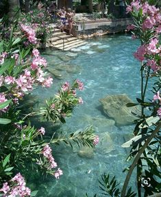 the water is crystal clear and has pink flowers in it