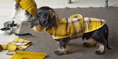 two small dogs wearing coats and ties on the floor next to each other, one is looking at another dog