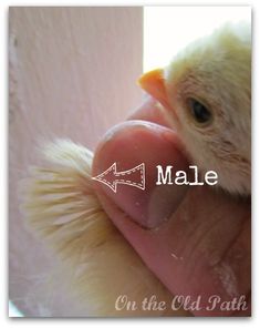 a hand holding a small chicken with the word male on it's forehead and an arrow pointing up