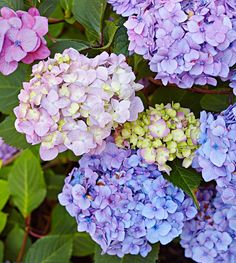 purple and blue flowers with green leaves