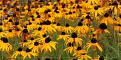 many yellow and black flowers in a field