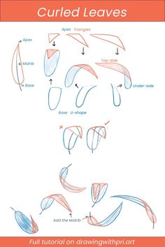 How to draw curled leaves How To Draw Foliage, Learn To Draw Nature, Foliage Drawing Leaves, Drawing Leaves Easy, Flowers And Leaves Drawing, Drawing Foliage, Drawing Of Leaves, Leaves Tutorial Drawing, Drawing Leaves Step By Step