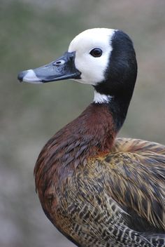 a close up of a duck with a blurry background