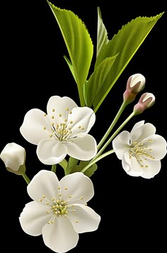 white flowers with green leaves on a black background