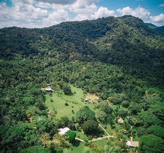 an aerial view of a lush green forest