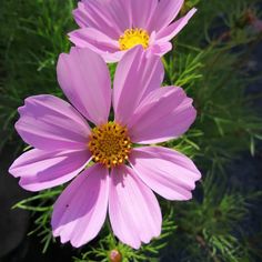 two pink flowers with yellow center surrounded by greenery