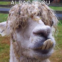 a close up of a llama's face with hair blowing in the wind