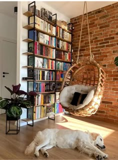 a white dog laying on the floor in front of a book shelf filled with books