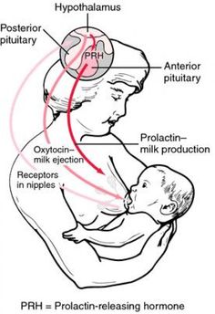 the diagram shows the location of the hypopalamus in the baby's stomach