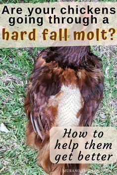 a brown and white bird with the words are your chickens going through a hard fall molt? how to help them get better