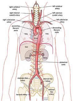 diagram of the human body and its major organs