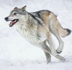 a wolf running in the snow with its mouth open