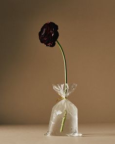 a single flower in a clear plastic bag