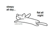 a cat sleeping on top of a pillow with the caption sleepy all day flat all night