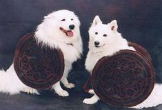 two white dogs sitting next to each other on a black background with one holding a wooden shield